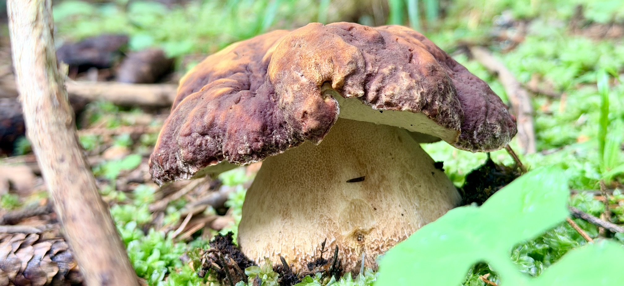 Boletus Edulis